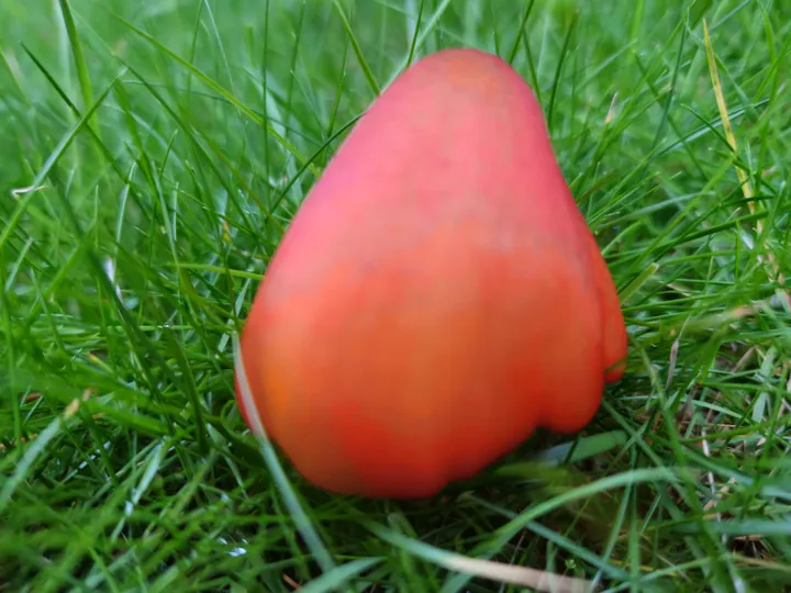 Red mushroom, Kortrijk (Belgium)